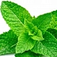 Перечная мята