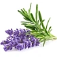 Розмарин, Лаванда